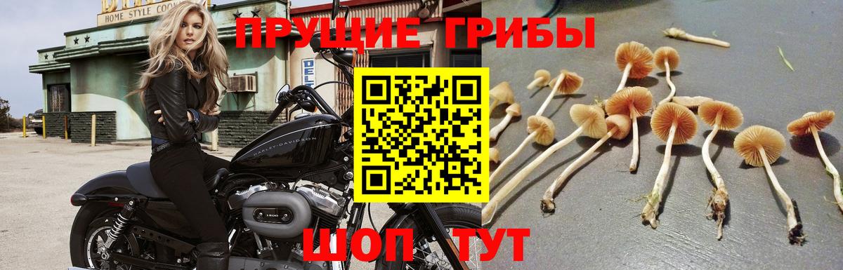 Нижневартовск  Галлюциногенные грибы прущие грибы  Галлюциногенные грибы мицелий  Вход с VPN 